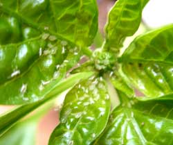 aphids on basil 