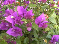 Bougainvillea