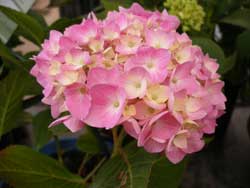 Endless Summer hydrangea