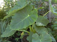 elephant ear