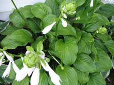 hosta platanginea