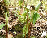 Jack-in-the-pulpit