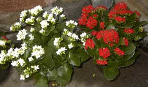 white & red kalanchoe