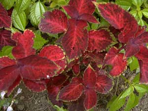 red coleus