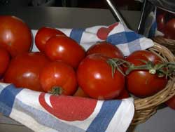 harvest tomatoes