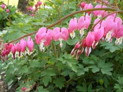 bleeding heart