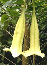 Brugmansia