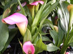 calla lily