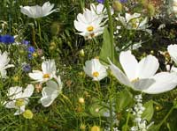 White Cosmos