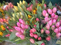 assorted cut tulips