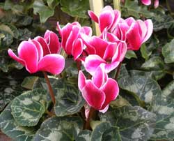 Cyclamen