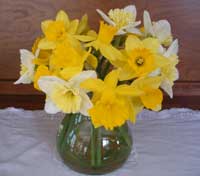 Cut daffodils