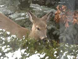 deer eating yew
