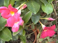 dipladenia 