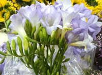 freesia