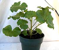 geranium cutting