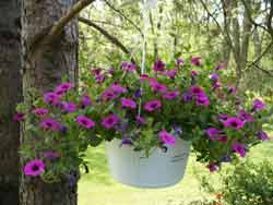 hanging bskt super petunia