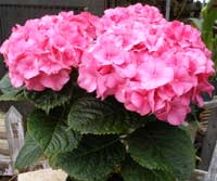 pink potted hydrangea