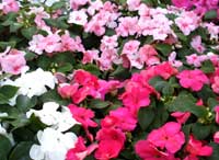 Shades of impatiens