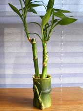 Dracaena sanderiana-lucky bamboo