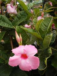 mandevilla