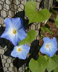 Blue morning glory