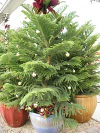 Norfolk Island pine