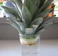 rooting pineapple in water