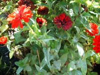 powdery mildew on zinnia