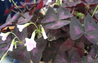 Oxalis triangularis