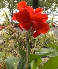 Red canna