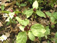 Toadshade:Red Trillium