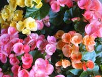 Rieger begonia