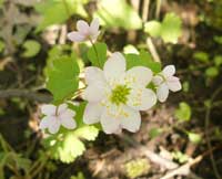 Rue anemone