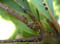 Scale on bay leaf