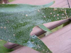 scale on staghorn fern