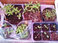 new seedlings