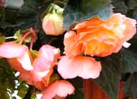 tuberous begonia