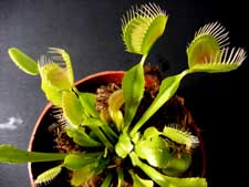 venus fly trap