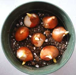 forcing tulip bulbs