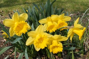 daffodils in bloom