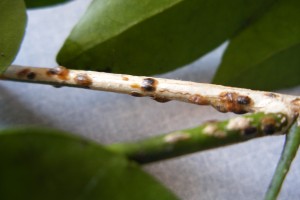 Lakeland jasmine with scale 