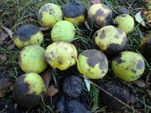 black walnuts with outer husk