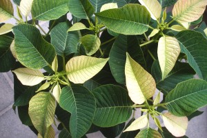 poinsettia starting to color