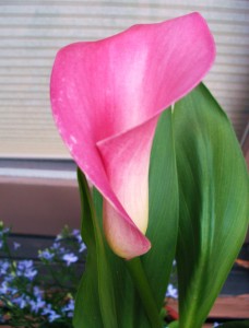 potted calla lily