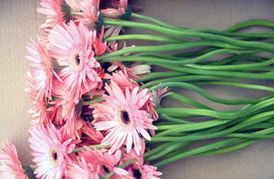 Gerbera+daisy+flower+arrangements