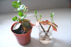 propagate kalanchoe in soil or root in water
