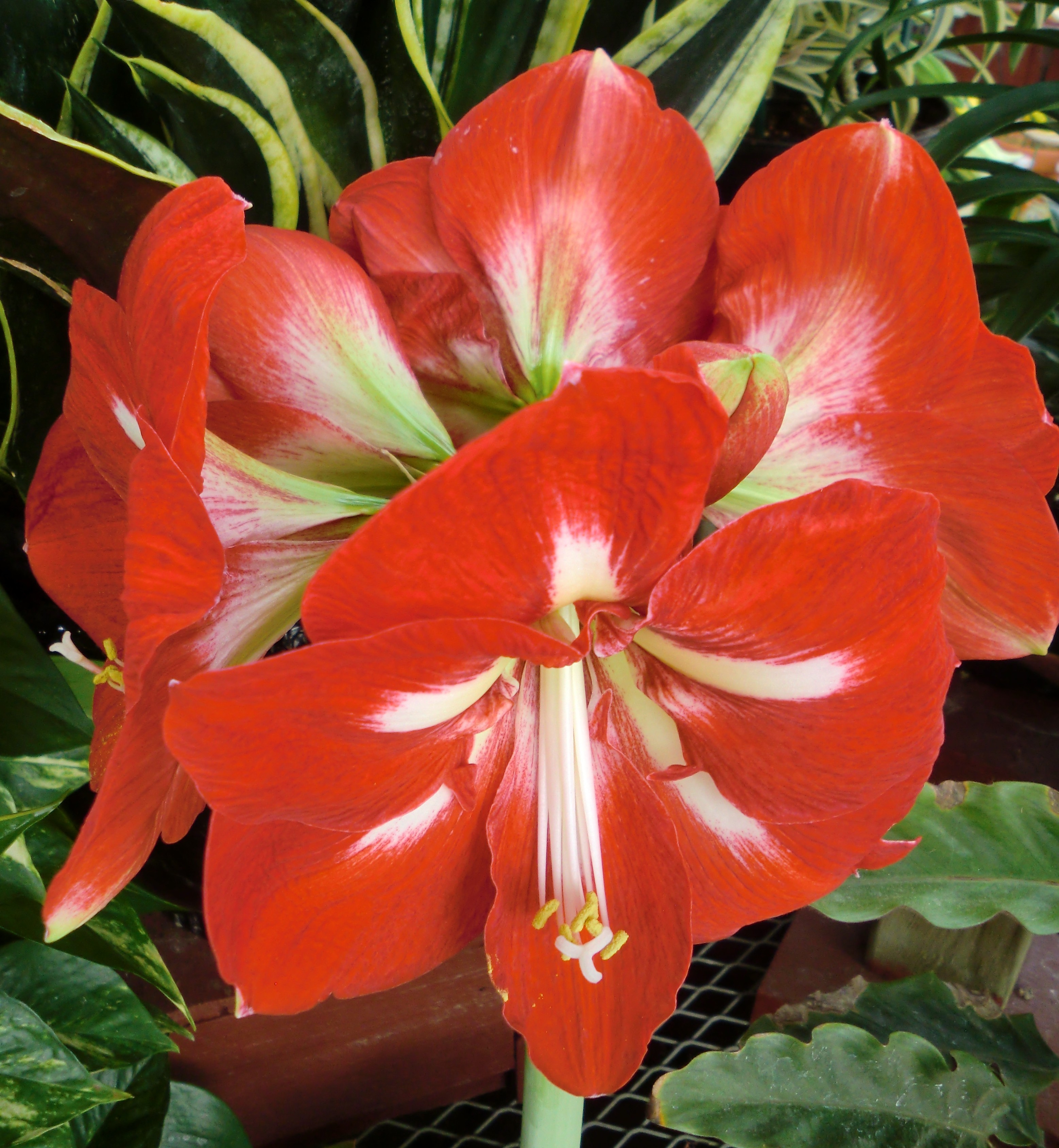 amaryllis plant