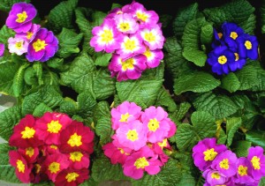 English Primrose (Primula vulgaris)