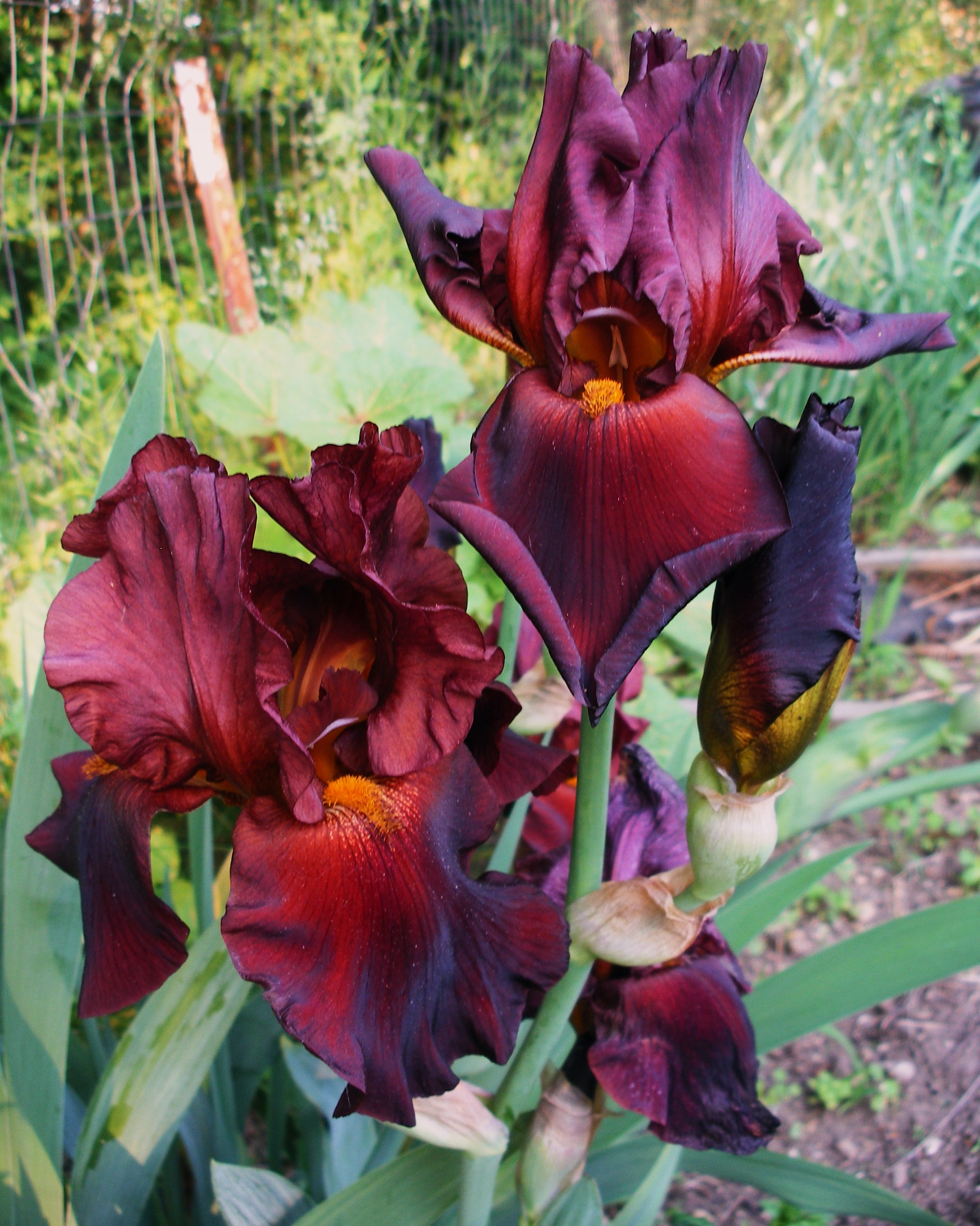 Bearded Iris